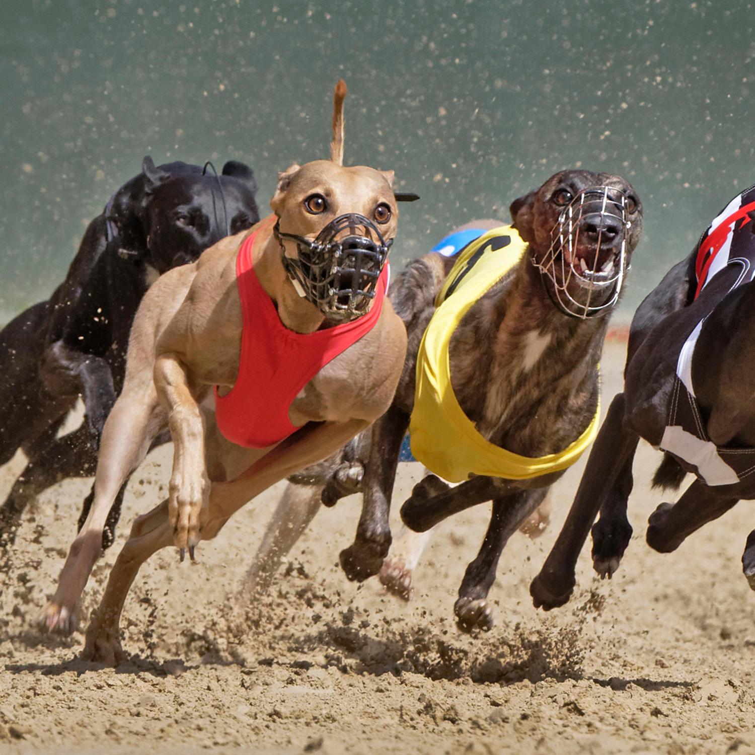 , Greyhound Racing Trainer Gets Life Ban for Bludgeoning Dogs to Death &#8211; uBetMobile.com