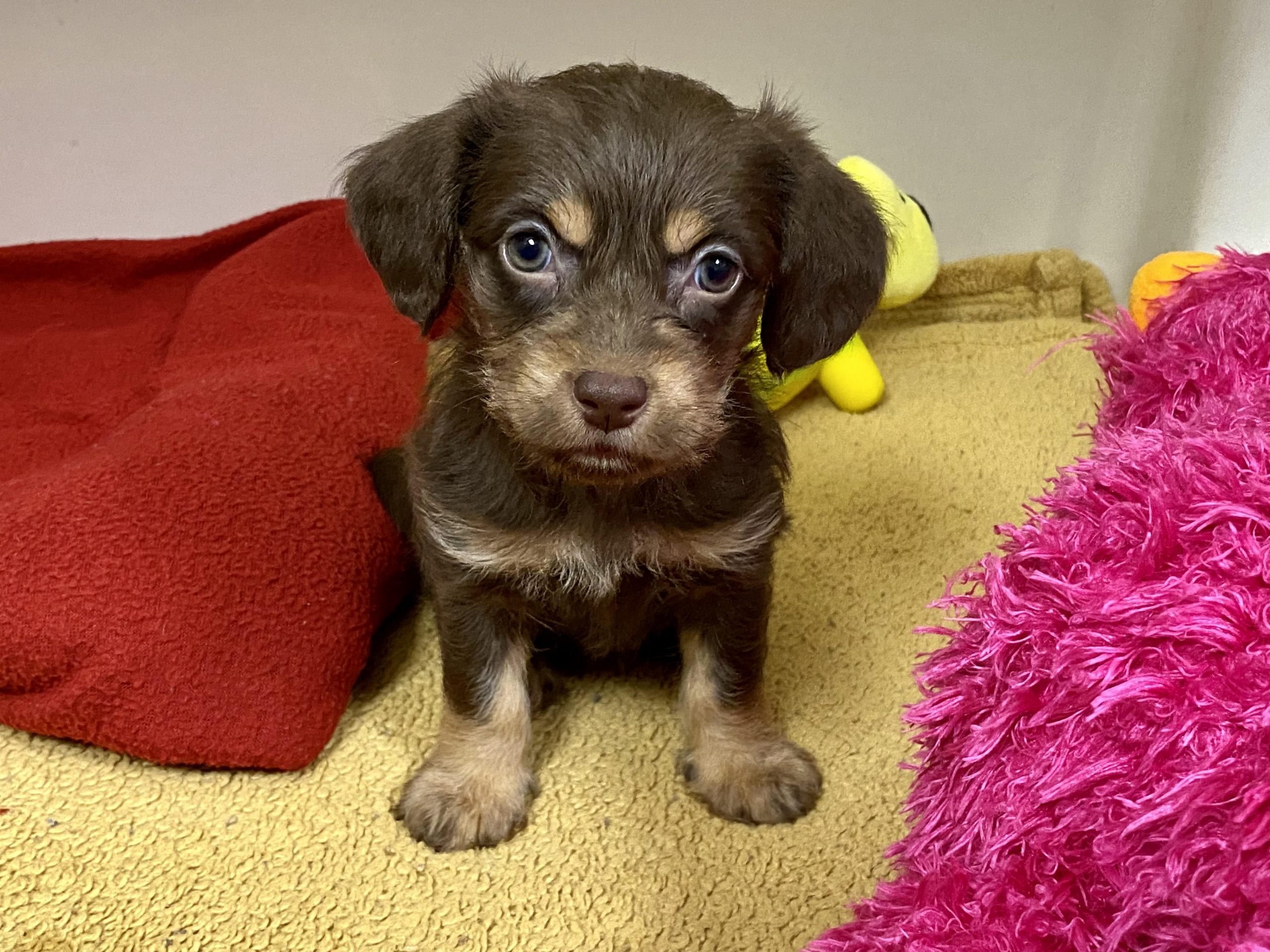 , Harry Reid Airport Abandoned Puppy Gets New Home &#8211; uBetMobile.com