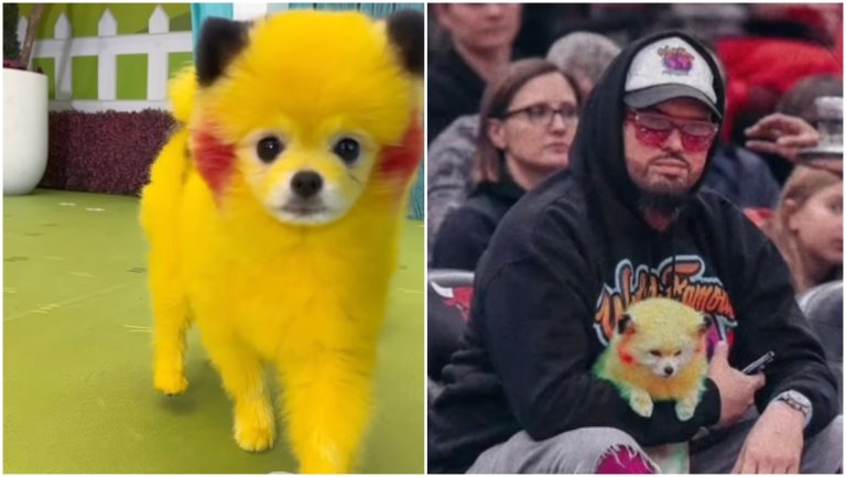 Heat Fan Gets Fined For Dying His Dog To Look Like Pikachu – uBetMobile.com