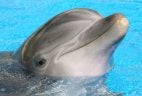 , Mirage  Original Bottlenose Dolphin Dies, Was Named ‘Duchess’ &#8211; uBetMobile &#8211; 2023