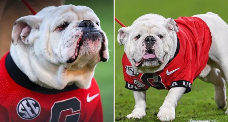 PETA Attacks Georgia For Using Live Bulldog As Mascot – uBetMobile.com