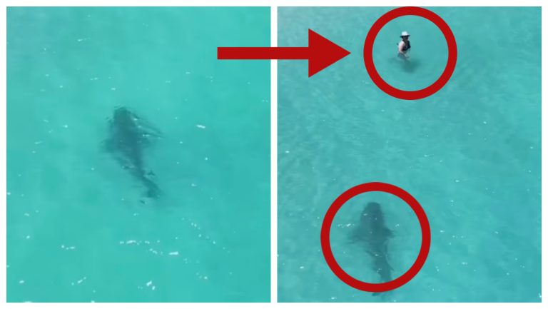 Shark Goes Near Unsuspecting Swimmer: Video – Mobile Betting On line – uBetMobile.com