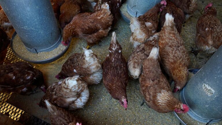 Chook flu prices pile up as outbreak enters second 12 months | News and Gossip