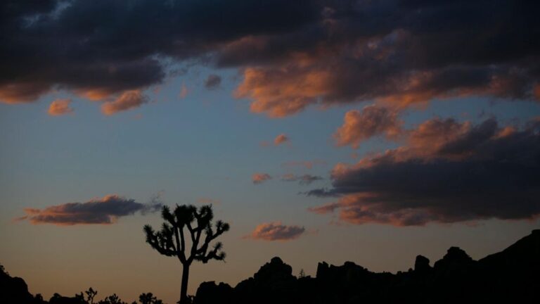 California invoice would shield native western Joshua tree | News and Gossip