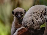 Critically endangered dancing lemur is bred for the primary time in Europe at British zoo