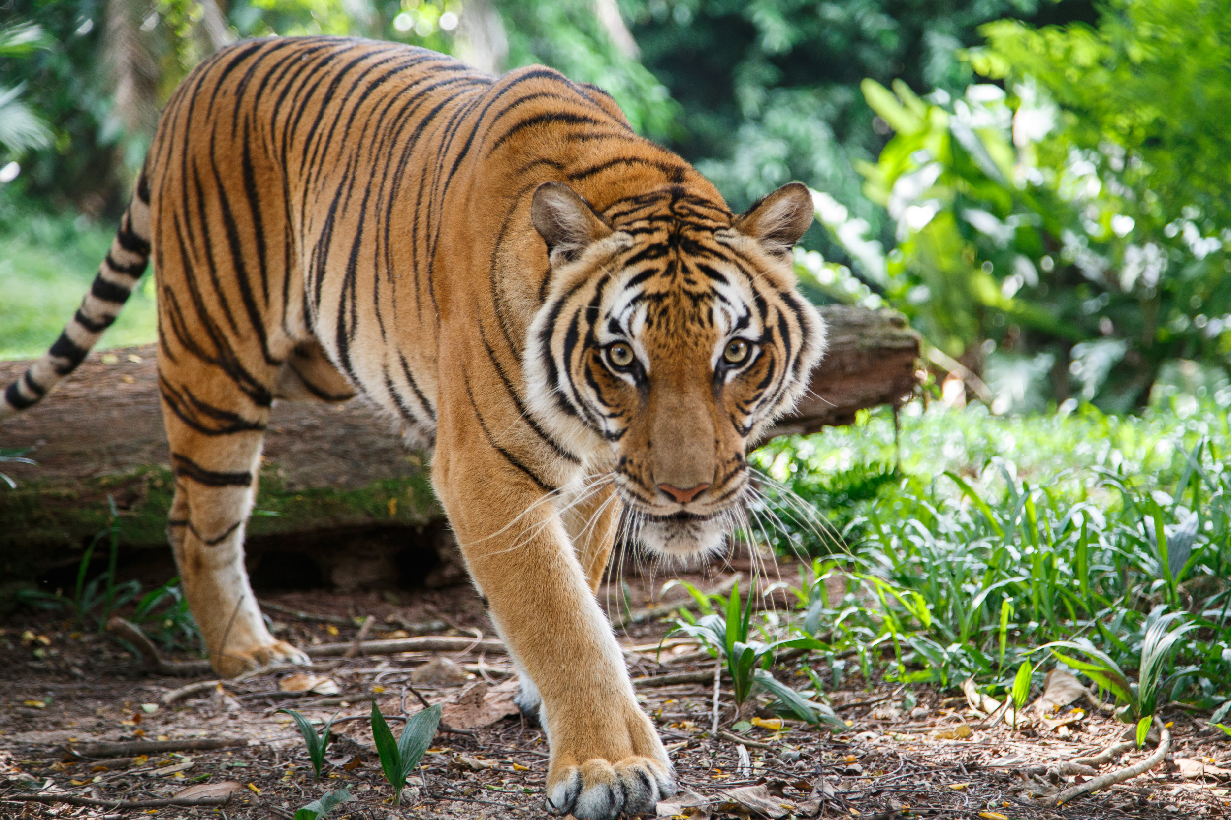 , Useless Tiger Discovered in Lake, Foul Play &#8216;Not Been Dominated Out&#8217; | News and Gossip