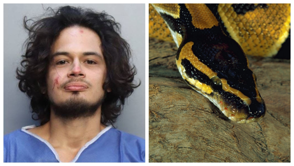 , Florida Male Arrested Soon after Biting Off Python&#8217;s Head Throughout A Domestic Dispute – Mobile Betting On line &#8211; uBetMobile.com