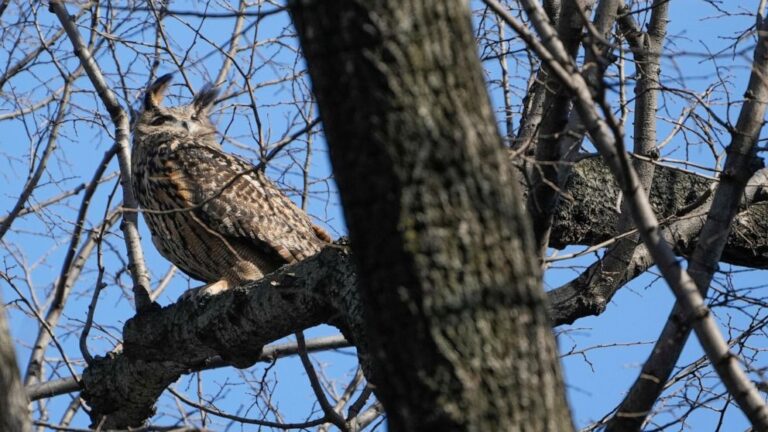 Owl who escaped from zoo is NYC’s latest avian superstar | News and Gossip