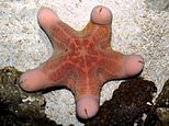 &#8216;Pornstar&#8217; starfish turns heads with look resembling male genitals