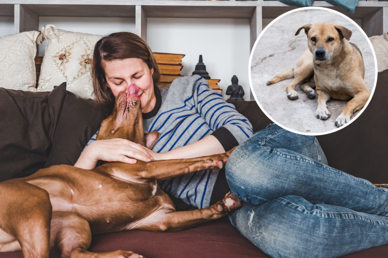 Restoration of Pitbull Who Was ‘Pores and skin and Bones’ and Consuming Trash Warms Hearts | News and Gossip