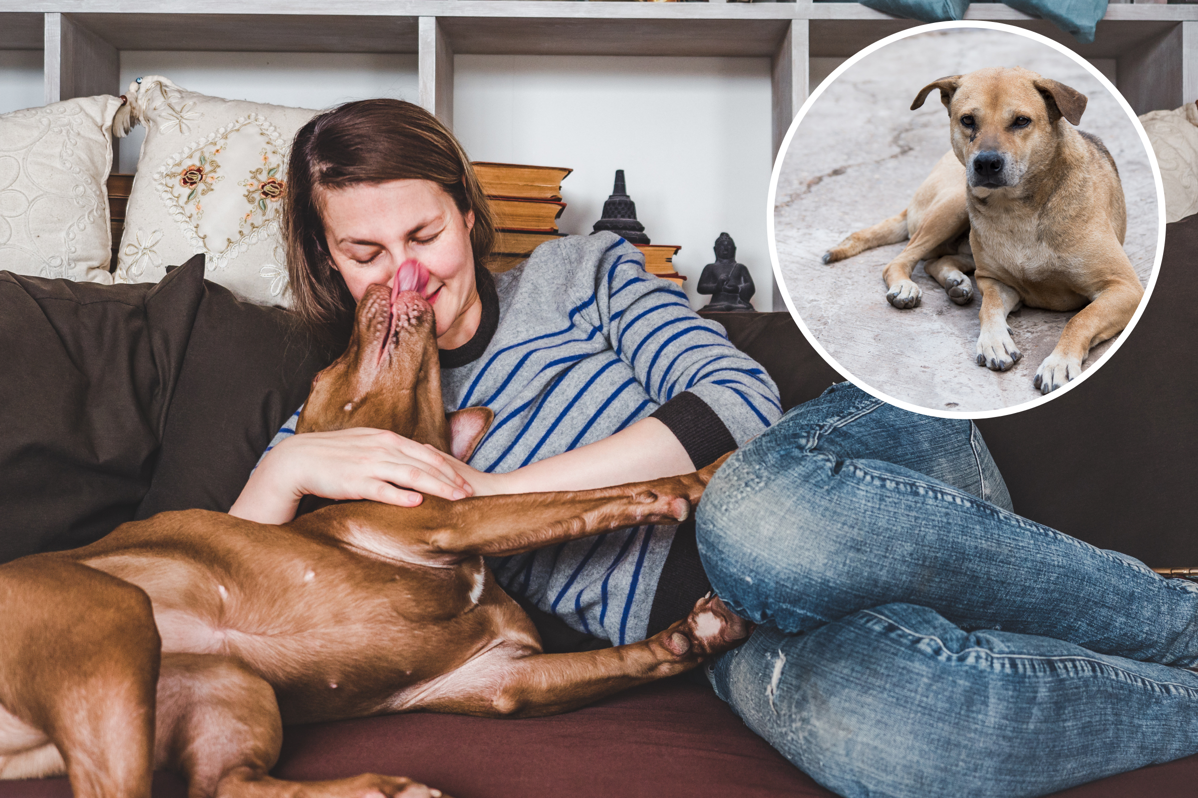 , Restoration of Pitbull Who Was &#8216;Pores and skin and Bones&#8217; and Consuming Trash Warms Hearts | News and Gossip