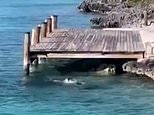 Shark v Canine: Astonishing second 12ft hammerhead is attacked by Bahamas pup as vacationers watch on