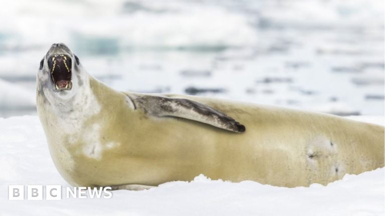 The Antarctic and Arctic sounds not often heard earlier than – uBetMobile – Global News